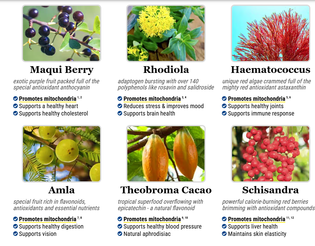 Mitolyn Ingredients - Maqui Berry, Rhodiola, Haematococcus, Amla, Theobroma Cacao, Schisandra